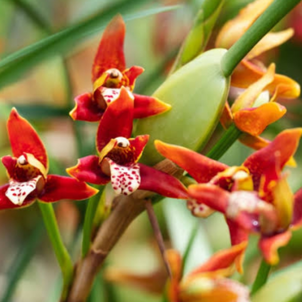 🥥 Coconut Orchid - Maxillaria Tenuifolia